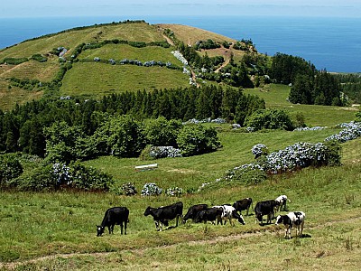 Landbouw op de Azoren